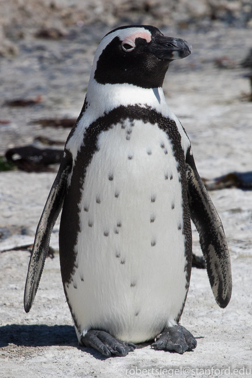 penguin